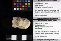 Foto (Objket + Etiketten) von Mundopsidae indet. 